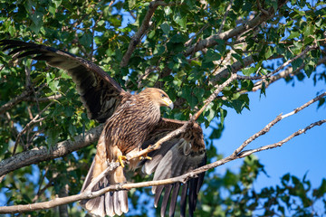 Eastern imperial eagle (Aquila heliaca). Wildlife animal.