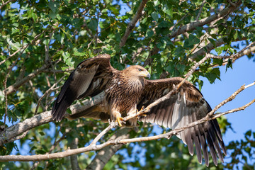 Eastern imperial eagle (Aquila heliaca). Wildlife animal.