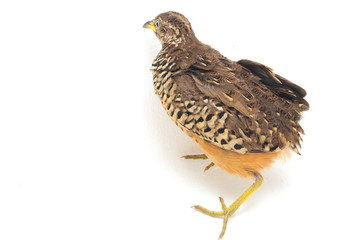 A male barred buttonquail or common bustard-quail (Turnix suscitator) isolated on white background