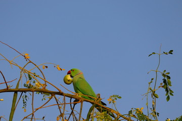 parrot picks up jujube fruit