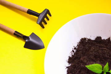 Spatula and rakes for transplantation, agriculture plant seeding, growing step concept, seedling,...