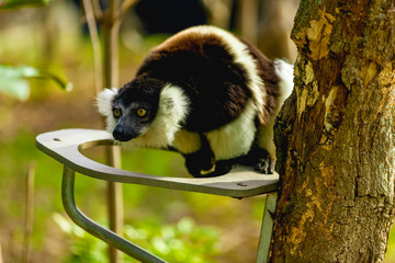 black and white lemur