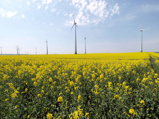 Raps Felder in voller Blüte