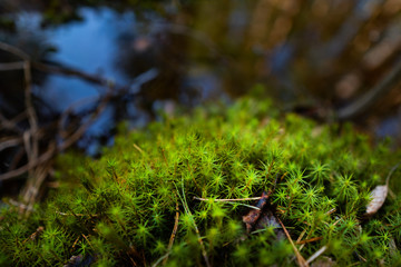 Green moss on the spring swamp