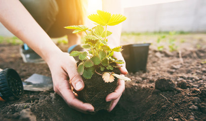 The young woman is transplanting the strawberry from the pot into the soil