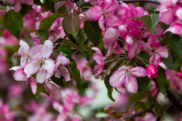 Blooming pink apple tree in the spring garden