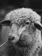 Sheep at farm. Black and white animal portrait. 