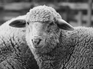 Sheep at farm. Black and white animal portrait. 