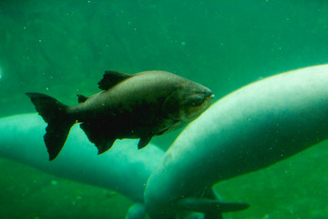 Naklejka premium fish in the water
