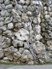 Tree rooted in old stone wall.