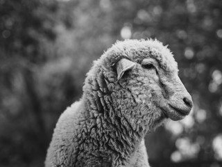 Sheep at farm. Black and white animal portrait. 
