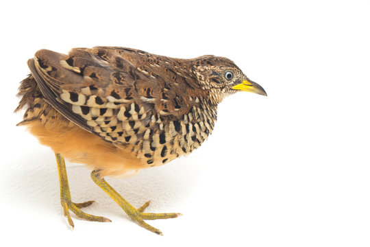 A male barred buttonquail or common bustard-quail (Turnix suscitator) isolated on white background