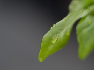 leaf with drops