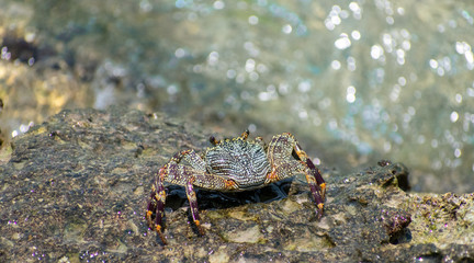 Crab life