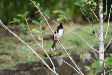 Colourful bird on a branch