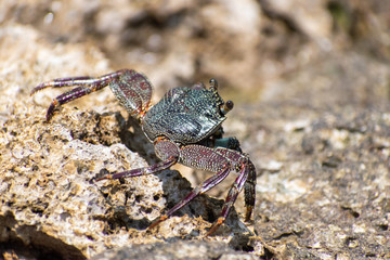 Purple crab