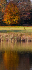 autumn scene at the lake