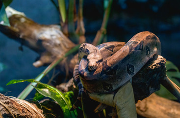 snake