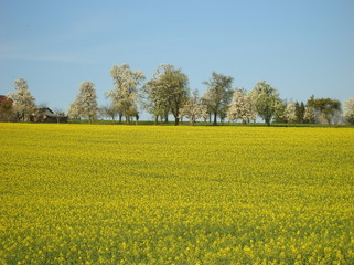 Raps Felder in voller Blüte