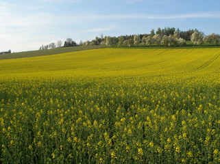 Raps Felder in voller Bl&uuml;te