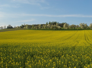 Raps Felder in voller Blüte