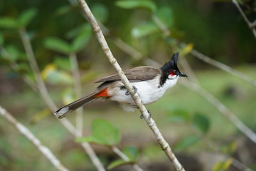 Colourful bird on a branch