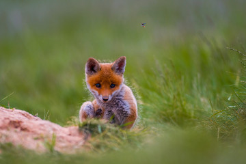 Young red fox babies are playing on the green meadow