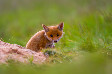 Young red fox babies are playing on the green meadow