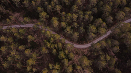 Mysterious forest