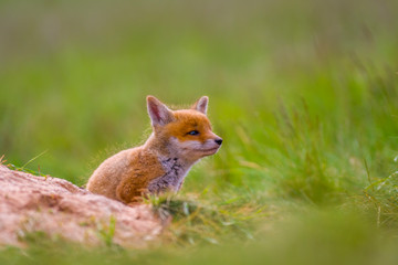 Naklejka na ściany i meble Young red fox babies are playing on the green meadow