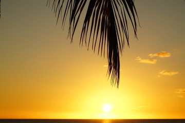 Palm tree silhouette and sea at a tropical beach