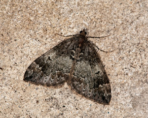 Common Marbled Carpet Moth on a wall