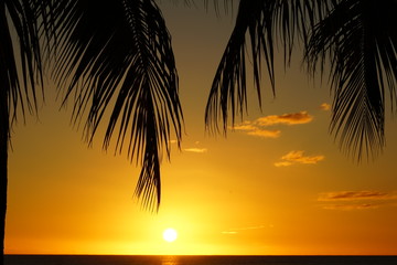 Naklejka na ściany i meble Palm tree silhouette and sea at a tropical beach