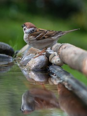 Tree sparrow (Passer montanus) on stones at bird's watering hole. Reflection in water.  Czechia. Europe.