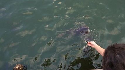 Rain in the tropics. A large green leaf of a banana tree staggers from the blows of raindrops - Powered by Adobe