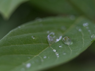 Water balance on leaf Natural green background 