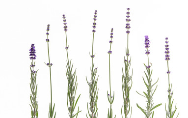 Set of lavender flowers elements. Botanical illustration. Collection of lavender flowers on a white...