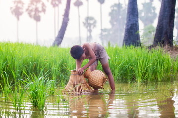 Fishing boy asian farmer people on rice green field during morning time.