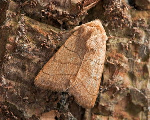 Treble lines Moth on the bark of a tree 