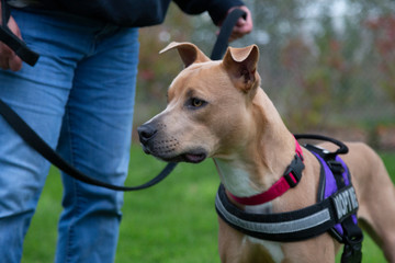 A partial, eye level side view of a tan colored Pittie/Bull Terrier mixed breed dog on leash standing next to the legs of a partially visible person
