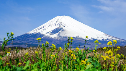 菜の花の咲くパノラマロードから富士山
