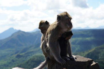 Wild monkeys in the mountain