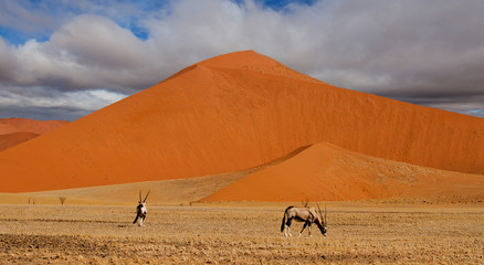 Fototapeta na wymiar dune's in Namibia