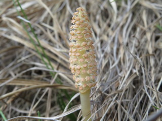 close-up of a small mushroom
