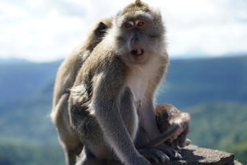Wild monkeys in the mountain