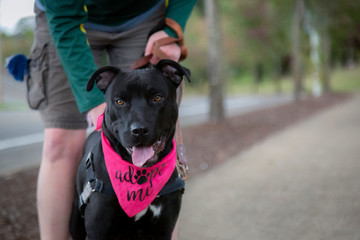 An eye level partial frontal view of a black colored Pittie/Bull Terrier mixed breed dog wearing an...
