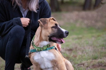 An eye level partial view of a tan and white colored mixed breed dog with a partially visible person
