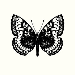 Boloria frigga, the Frigga fritillary, ,butterfly front view, hand drawn gravure style, sketch illustration, element for design