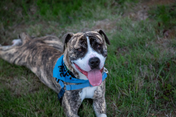 A slight downward view of a brindle and white colored Pittie/Bull Terrier mixed breed dog wearing a bandanna, laying on the grass
