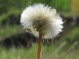 dandelion seeds in the wind
